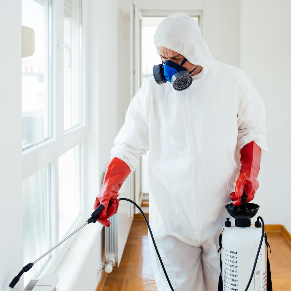 Non-Toxic Pest Control Keeping Your Home Safe