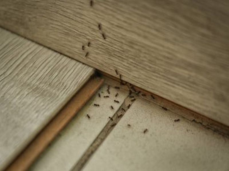 Effective Pest Control Solutions in Sydney